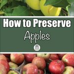 The image is divided into two parts. The top section shows yellow-green apples on a tree with vibrant green leaves, suggesting a natural orchard setting. Below is a text overlay on a green background that reads, "How to Preserve Apples," accompanied by a small jar icon. The bottom section features a variety of fresh red apples in baskets. This image appears to be an illustrative guide for preserving apples, showcasing both fresh apples in their natural state and harvested ones.