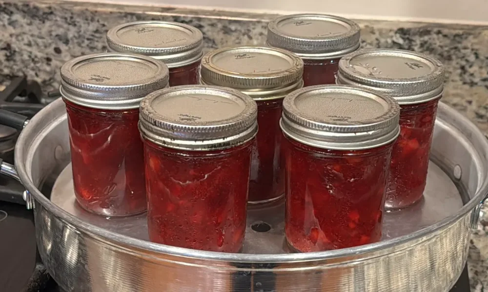 Eight glass jars filled with homemade cranberry rum sauce are arranged in a shallow metal steam canner. The jars have silver lids tightly sealed, and the red sauce inside appears rich and thick, showing bits of fruit. The scene captures the canning process on a kitchen countertop, highlighting homemade preservation.