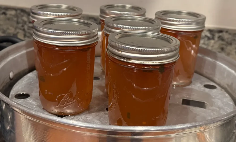 Six mason jars of Apple Jalapeno Jelly in a Steam Canner.