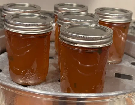 Six mason jars of Apple Jalapeno Jelly in a Steam Canner.