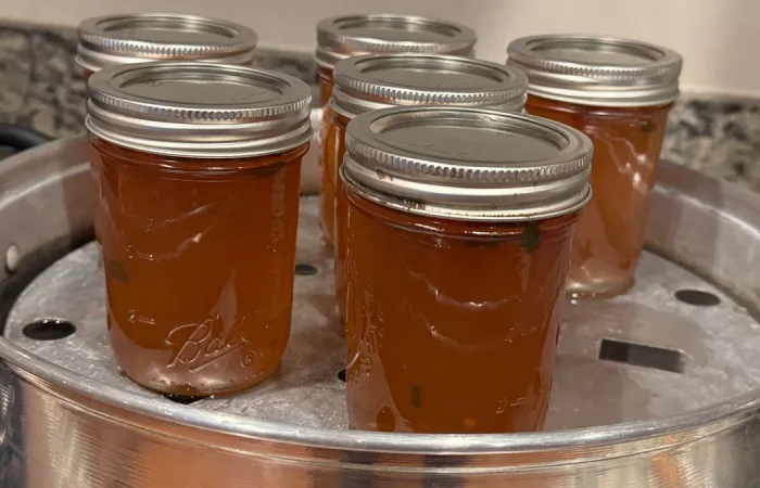 Six mason jars of Apple Jalapeno Jelly in a Steam Canner.