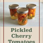 Three jars of pickled cherry tomatoes sealed with Ball SureTight lids, infused with herbs, and displayed on a light-colored surface. The text overlay reads 'Water Bath Canning Pickled Cherry Tomatoes,' making this image perfect for tutorials on preserving cherry tomatoes, water bath canning methods, or pickling recipes.