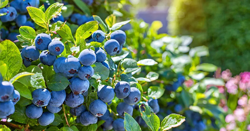 Blueberry Syrup Canning Recipe