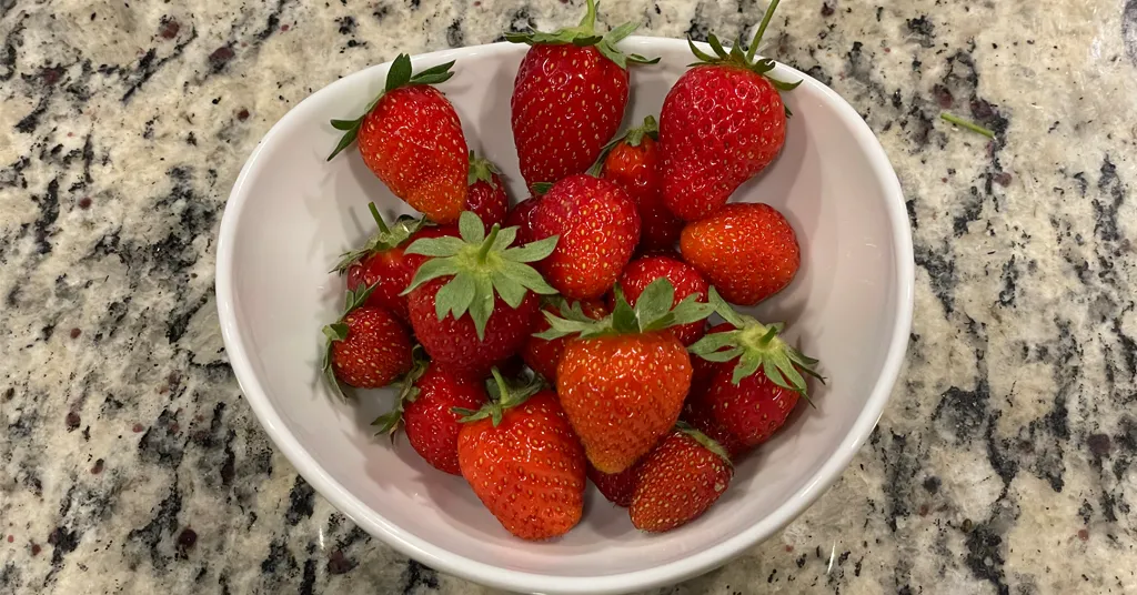 Freshly picked strawberries sitting in a white bowl.