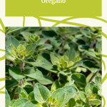 Close-up of fresh oregano plants with vibrant green leaves, highlighting the beginning steps for dehydrating oregano at preservingguide.com.