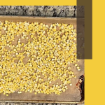 A baking sheet lined with parchment paper holds a single layer of golden yellow whole kernel corn, ready for freezing. The background features a granite countertop, and the top text reads “Freezing Whole Kernel Corn: A Year-Round Delight” with preservingguide.com noted below.