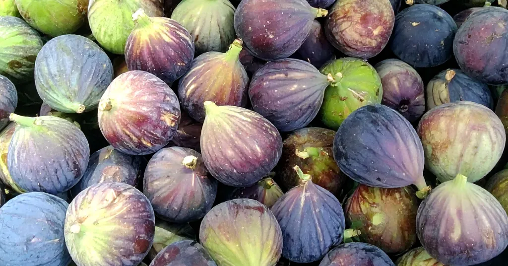 A close-up of freshly harvested figs in shades of deep purple, green, and violet fills the frame, showcasing a bountiful fig harvest with natural texture and color variation.